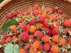-芦茨金富饭庄·25年老字号·专做稻草鸡
