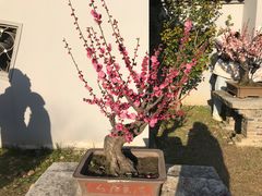 -无锡梅园公园