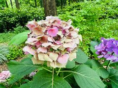 -上海共青森林公园