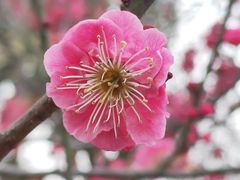 -梅花山(明孝陵内)