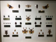 -上海昆虫博物馆