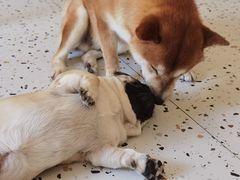 -喜柴咖啡·柴犬狗咖