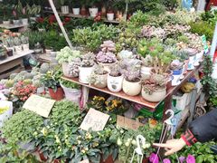 -桂林市花鸟市场