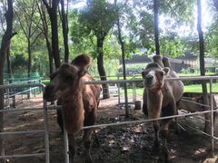 -长白岛森林公园