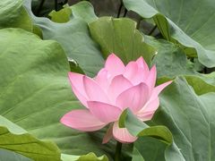 -成都杜甫草堂博物馆