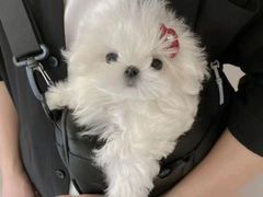 -萌宠之家·腊肠犬·马尔泰·小体犬舍