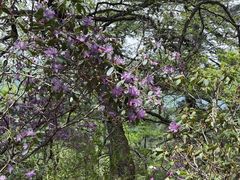 -洛阳白云山景区