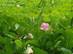 -莲花池公园