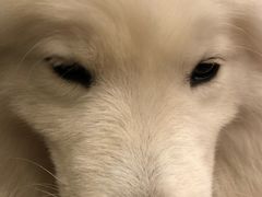 -more than meow吴止猫主题餐厅(承德 中船汇店)