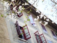 -武汉大学-樱园