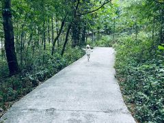 -武陵山森林公园