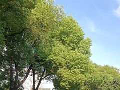 -胜丰草莓采摘园