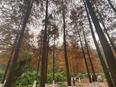 -重庆彩云湖湿地公园