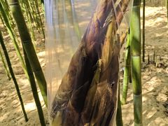 -同里国家湿地公园
