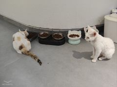 -琪喵猫屋·撸猫猫咖·猫舍