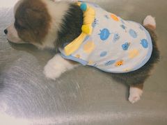 -米苏动物医院·犬猫专科·骨科外科内窥镜