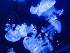 -青岛海底世界-水族馆