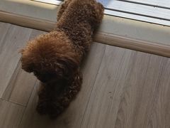 -爱侣·安琦尔宠物医院·中兽医针灸·心内科·狂犬免疫点(宝山区院)