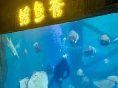 -合肥海洋世界