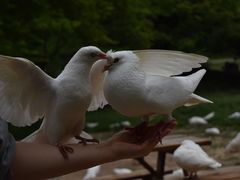 -音乐台
