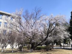 -东北大学(南湖校区)