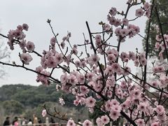-苏州上方山国家森林公园