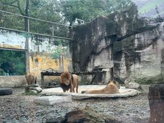 -成都动物园