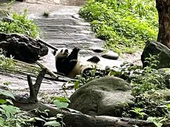 -都江堰中华大熊猫苑