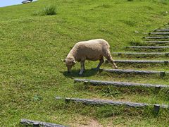 -神户市立六甲山牧场