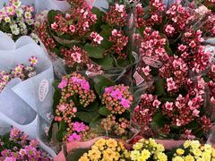 -金陵花卉交易市场