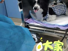 -凯瑞希宠物医院·狂犬免疫·微创·皮肤科