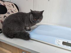 -天使宠物医院·犬猫分诊(彩虹店)