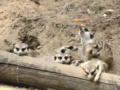 -北京野生动物园