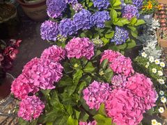 -龙大花卉苗木市场