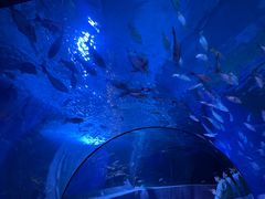 -太平洋海底世界