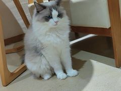 -藏猫猫咖啡主题馆(中央大道店)