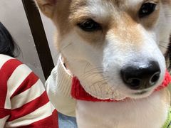 -逗柴咖啡屋·狗咖猫咖宠物桌游