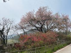 -木兰云雾山
