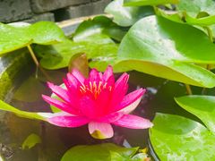 -泰山风景名胜区-普照寺