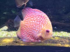 -海合安武汉极地海洋公园