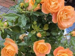 -小洞天柴火土菜馆