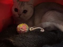 -联合动物医院(光谷诊疗中心)