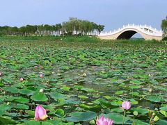 -天津东丽湖风景区