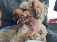 -爱侣宠医·鹦鹉专科·小型哺乳类·异宠专科(灵石路店)