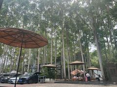 -桉树林A coffee 森林餐厅(三圣乡店)
