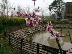 -田园东方蜜桃村的田野营地