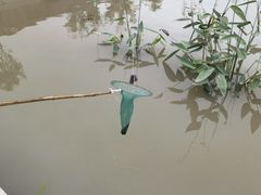 -南汇新场正宗水蜜桃采摘