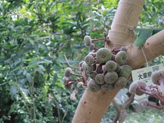 -呀路古热带植物园