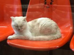 -猫咪博物馆(顶澳仔猫街店)