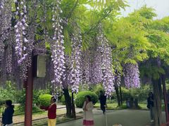 -嘉定紫藤园